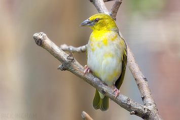 Village Weaver