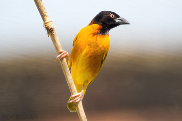 Village Weaver