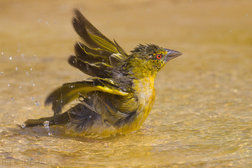 Village Weaver