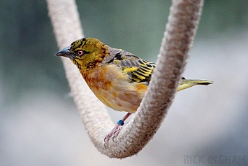 Village Weaver