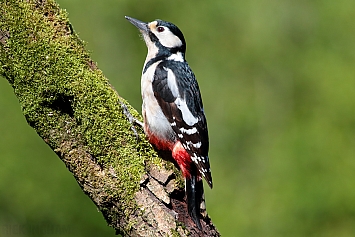 Woodpecker