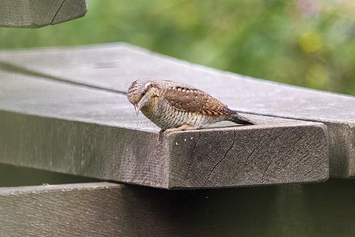 Eurasian Wryneck