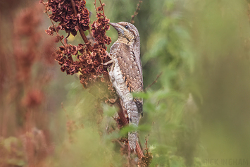 Eurasian Wryneck