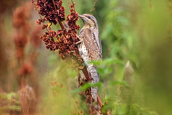 Eurasian Wryneck