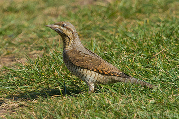 Eurasian Wryneck