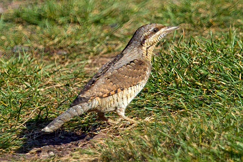 Eurasian Wryneck