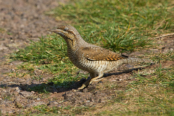 Eurasian Wryneck