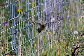 Eurasian Wryneck