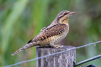 Eurasian Wryneck