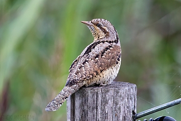 Eurasian Wryneck