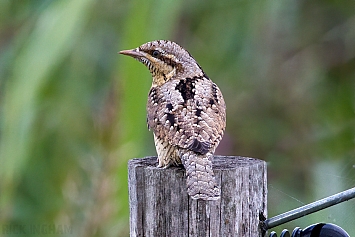 Eurasian Wryneck