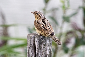 Eurasian Wryneck