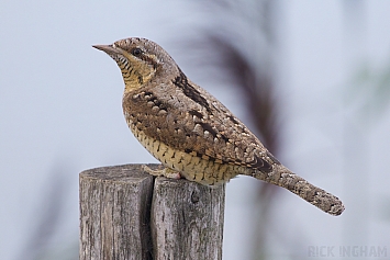 Eurasian Wryneck