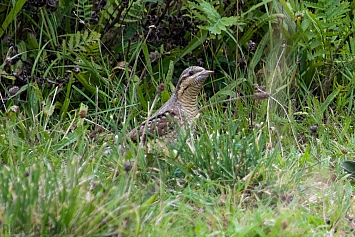 Eurasian Wryneck