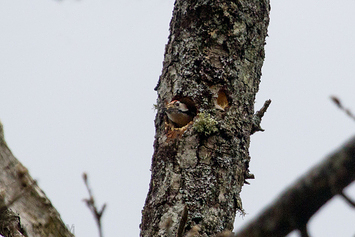 Lesser Spotted Woodpecker | Male