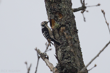 Lesser Spotted Woodpecker | Male