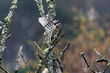 Lesser Spotted Woodpecker | Female