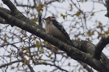 Lesser Spotted Woodpecker | Male