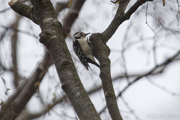 Lesser Spotted Woodpecker | Female