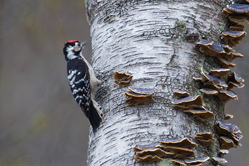 Lesser Spotted Woodpecker | Male