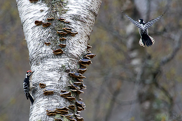 Lesser Spotted Woodpecker | Male + Female