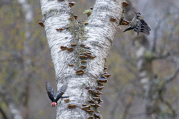 Lesser Spotted Woodpecker | Male + Female