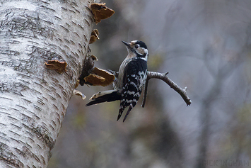 Lesser Spotted Woodpecker | Female