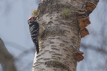 Lesser Spotted Woodpecker | Male