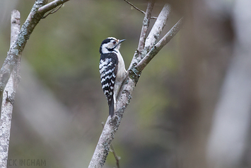 Lesser Spotted Woodpecker | Female