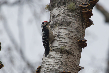 Lesser Spotted Woodpecker | Male