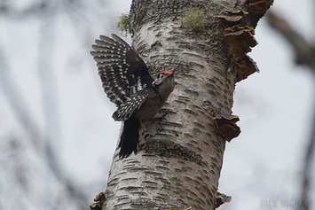 Lesser Spotted Woodpecker | Male