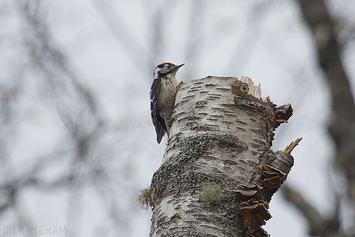 Lesser Spotted Woodpecker | Male