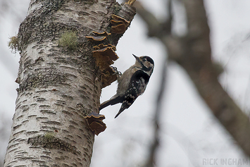 Lesser Spotted Woodpecker | Female