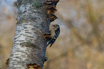 Lesser Spotted Woodpecker | Female