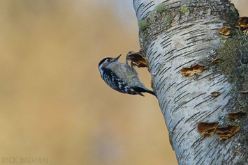 Lesser Spotted Woodpecker | Female