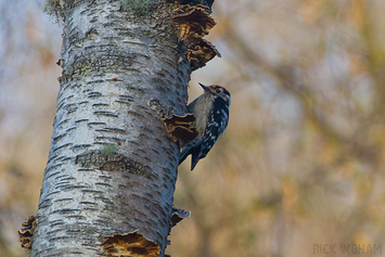 Lesser Spotted Woodpecker | Male