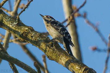 Lesser Spotted Woodpecker | Male