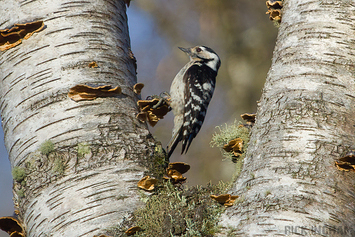 Lesser Spotted Woodpecker | Female