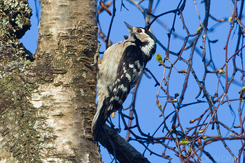 Lesser Spotted Woodpecker | Female