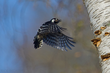 Lesser Spotted Woodpecker | Male