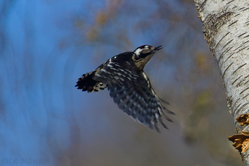 Lesser Spotted Woodpecker | Male