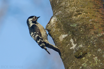 Lesser Spotted Woodpecker | Female