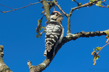 Lesser Spotted Woodpecker | Male