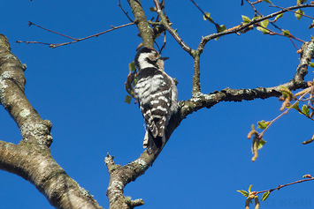 Lesser Spotted Woodpecker | Male