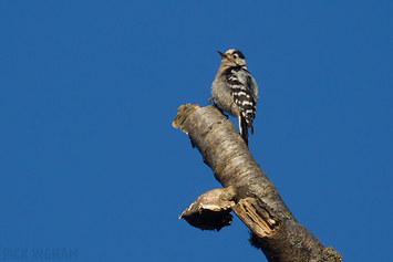 Lesser Spotted Woodpecker | Female