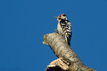 Lesser Spotted Woodpecker | Male