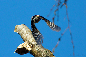 Lesser Spotted Woodpecker | Male