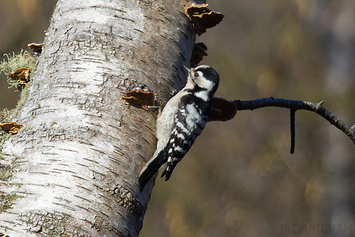 Lesser Spotted Woodpecker | Female