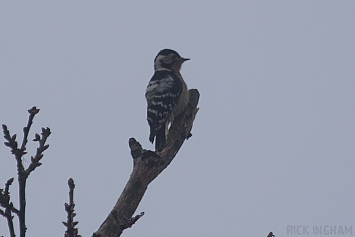 Lesser Spotted Woodpecker | Female