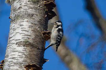 Lesser Spotted Woodpecker | Female